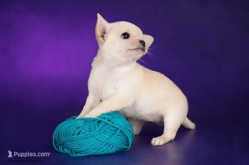Paris, a female Chihuahua for sale in Minnesota City, MN – Photo 1 of 3