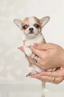 Villa, a male Chihuahua for sale in Minnesota City, MN – Photo 3 of 3