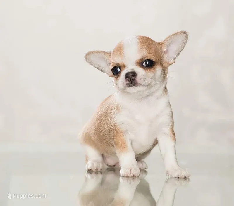 Villa, a male Chihuahua for sale in Minnesota City, MN – Photo 1 of 3