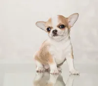 Villa, a male Chihuahua for sale in Minnesota City, MN – Photo 1 of 3