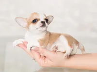 Villa, a male Chihuahua for sale in Minnesota City, MN – Photo 2 of 3