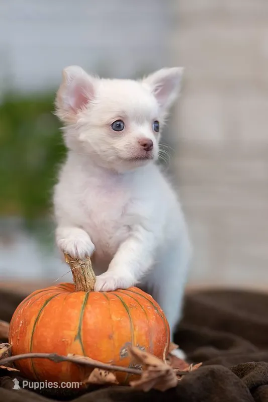 Kiki, a female Chihuahua for sale in Minnesota City, MN – Photo 1 of 3