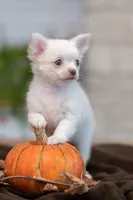 Kiki, a female Chihuahua for sale in Minnesota City, MN – Photo 1 of 3