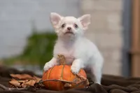 Kiki, a female Chihuahua for sale in Minnesota City, MN – Photo 2 of 3