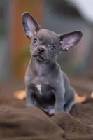 Zues, a male Chihuahua for sale in Minnesota City, MN – Photo 2 of 3