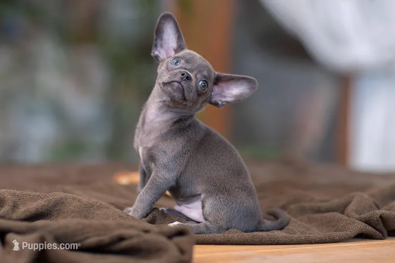 Zues, a male Chihuahua for sale in Minnesota City, MN – Photo 1 of 3