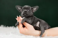 Sandy, a female Chihuahua for sale in Minnesota City, MN – Photo 2 of 3