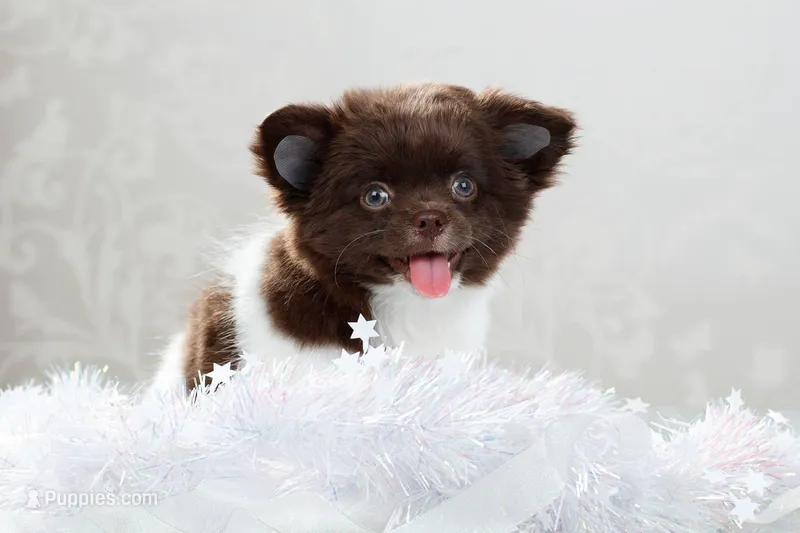 Max, a male Chihuahua for sale in Minnesota City, MN – Photo 1 of 3