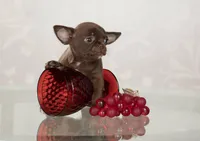 Rosa, a female Chihuahua for sale in Minnesota City, MN – Photo 2 of 3