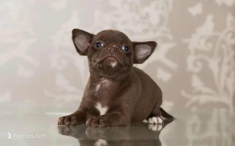 Rosa, a female Chihuahua for sale in Minnesota City, MN – Photo 1 of 3