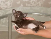 Rosa, a female Chihuahua for sale in Minnesota City, MN – Photo 3 of 3