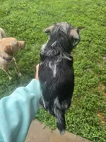 Sterling, a male Miniature Schnauzer for sale in Benton, KY – 2 of 2