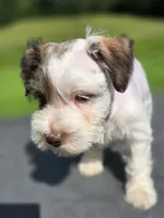 Angel, a female Miniature Schnauzer for sale in Benton, KY – 3 of 3