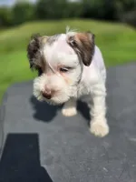 Delta, a female Miniature Schnauzer for sale in Benton, KY – 3 of 3