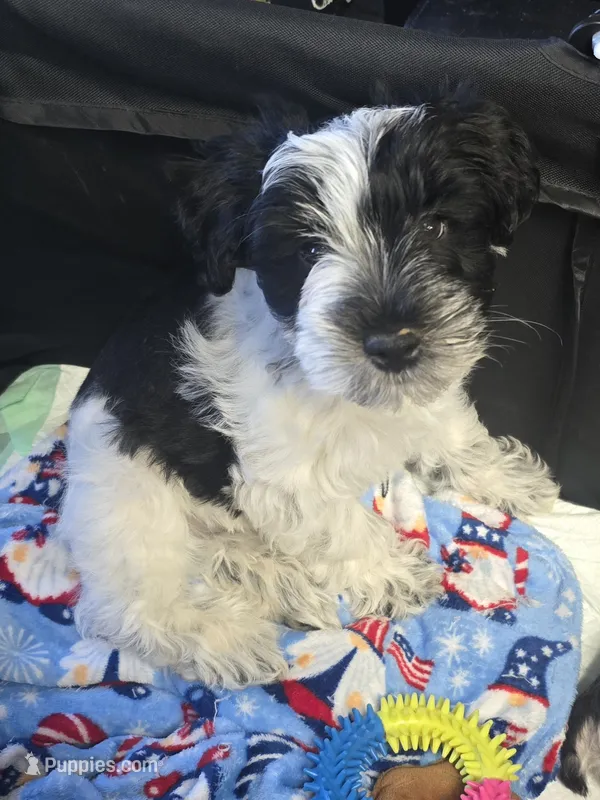 TJ – Miniature Schnauzer puppy for sale in Benton, KY