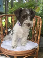 Millie, a female Miniature Schnauzer for sale in Benton, KY – 2 of 2