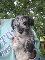 Sterling, a male Miniature Schnauzer for sale in Benton, KY – 1 of 2