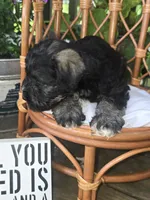 Chief , a male Miniature Schnauzer for sale in Benton, KY – 2 of 3