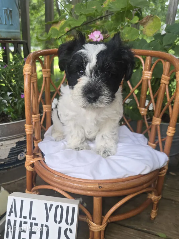 TJ – Miniature Schnauzer puppy for sale in Benton, KY