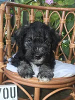 Chief , a male Miniature Schnauzer for sale in Benton, KY – 3 of 3