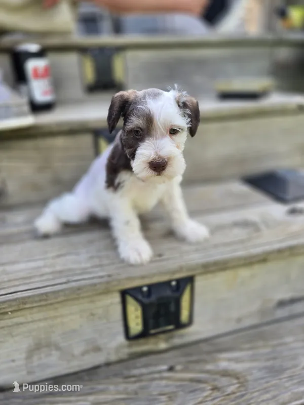 Delta – Miniature Schnauzer puppy for sale in Benton, KY