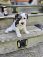 Delta, a female Miniature Schnauzer for sale in Benton, KY – 1 of 3