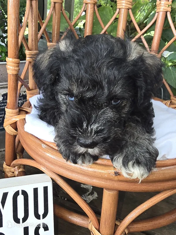 Chief  – Miniature Schnauzer puppy for sale in Benton, KY