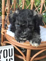 Chief , a male Miniature Schnauzer for sale in Benton, KY – 1 of 3