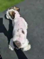 Delta, a female Miniature Schnauzer for sale in Benton, KY – 2 of 3