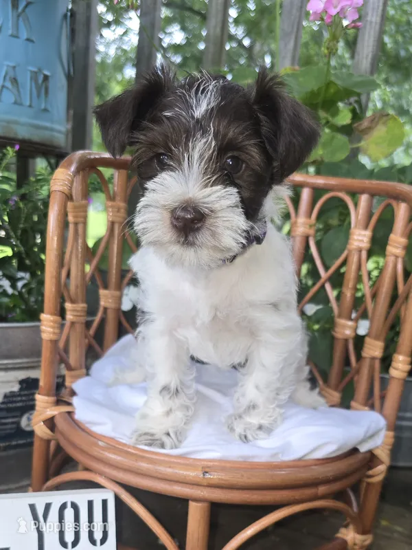 Millie – Miniature Schnauzer puppy for sale in Benton, KY