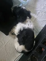 TJ, a male Miniature Schnauzer for sale in Benton, KY – 2 of 2