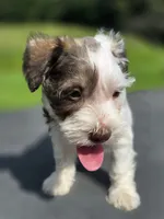Angel, a female Miniature Schnauzer for sale in Benton, KY – 1 of 3