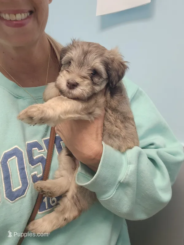 Bear – Miniature Schnauzer puppy for sale in Benton, KY