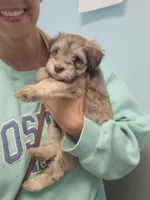 Bear, a male Miniature Schnauzer for sale in Benton, KY – 1 of 1