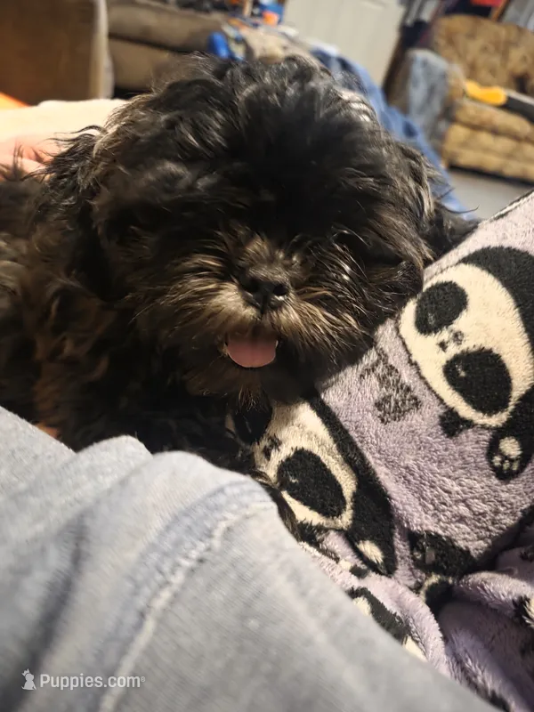 Puppy – Maltese, Shih Tzu puppy for sale in Spencer, IN