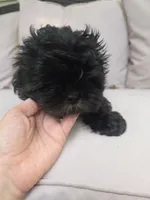 Puppy, a female Maltese and Shih Tzu for sale in Spencer, IN – 5 of 6