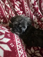 River, a male Shih Tzu for sale in Spencer, IN – Photo 2 of 3