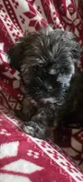 River, a male Shih Tzu for sale in Spencer, IN – Photo 1 of 3