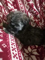 River, a male Shih Tzu for sale in Spencer, IN – Photo 3 of 3