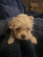 Goldie, a female Shih Tzu for sale in Spencer, IN – Photo 2 of 4