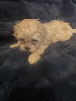 Goldie, a female Shih Tzu for sale in Spencer, IN – Photo 3 of 4