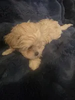 Goldie, a female Shih Tzu for sale in Spencer, IN – Photo 4 of 4