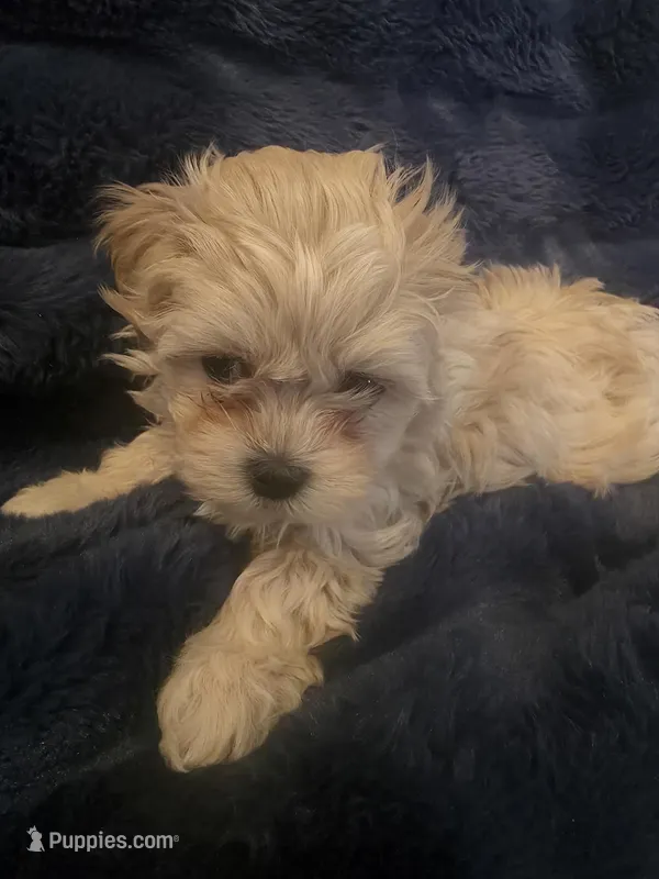 Goldie, a female Shih Tzu for sale in Spencer, IN – Photo 1 of 4