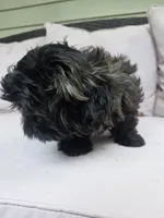 Puppy, a female Maltese and Shih Tzu for sale in Spencer, IN – 6 of 6