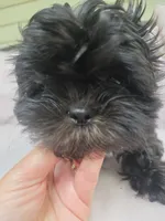 Puppy, a female Maltese and Shih Tzu for sale in Spencer, IN – 2 of 6