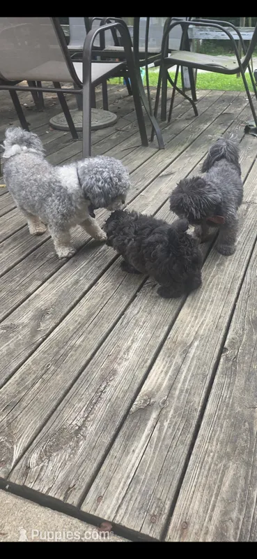 Puppy – Maltese, Shih Tzu puppy for sale in Spencer, IN