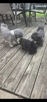 Puppy, a female Maltese and Shih Tzu for sale in Spencer, IN – 1 of 6