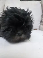 Puppy, a female Maltese and Shih Tzu for sale in Spencer, IN – 4 of 6