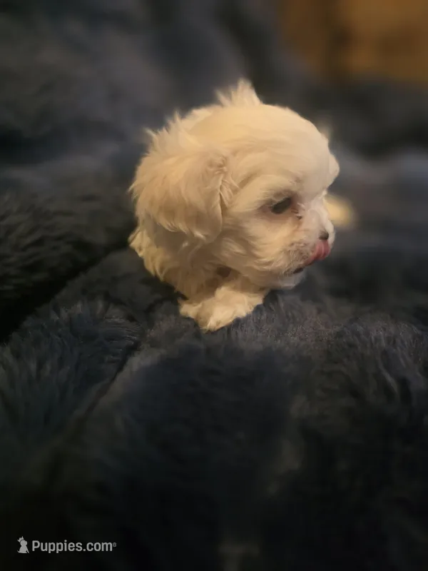 Snow – Shih Tzu puppy for sale in Spencer, IN