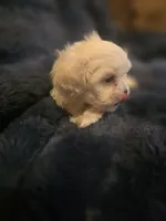 Snow, a male Shih Tzu for sale in Spencer, IN – Photo 2 of 4